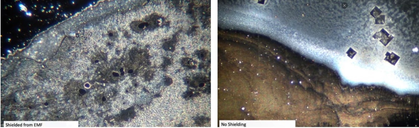 Comparativa: muestra dentro de jaula de Faraday sin formación de cristales (izquierda) y muestra en entorno EMF ambiente con cristales rectangulares formados (derecha)